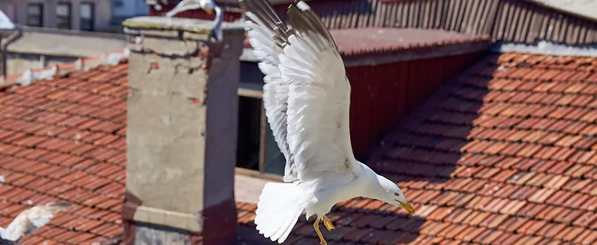 Residential Chimney Animal Removal Solution in Agoura Hills, CA